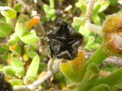 Drosanthemum hispidum