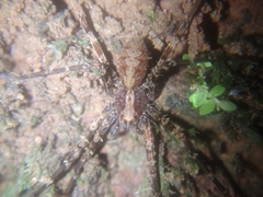 Africactenus