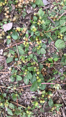 Alternanthera pungens