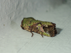 Lignispalta viridaria