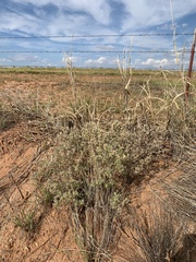 Mentzelia reverchonii