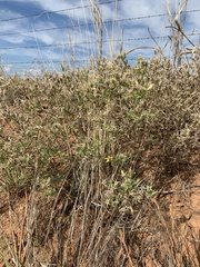 Mentzelia reverchonii