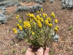 Angianthus tomentosus