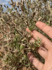 Mentzelia reverchonii