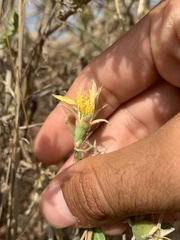 Mentzelia reverchonii