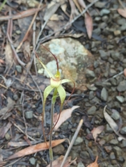 Caladenia helvina