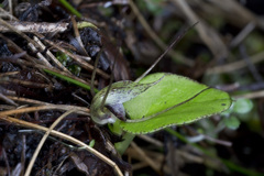 Corybas iridescens