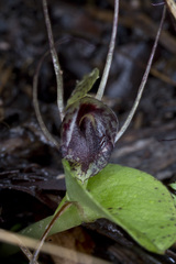Corybas iridescens