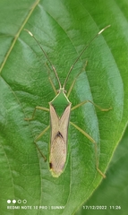 Homoeocerus angulatus