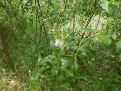 Salix pulchra