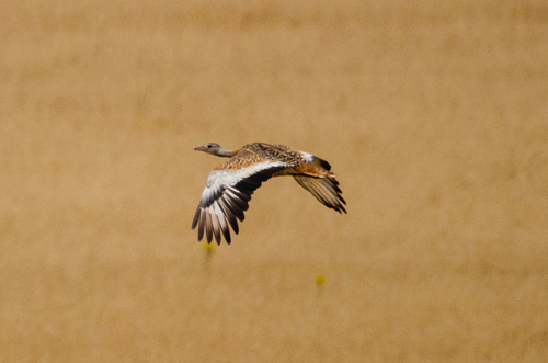 Great Bustard