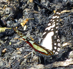 Graphium angolanus angolanus
