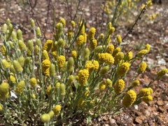 Angianthus tomentosus