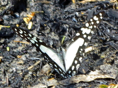 Graphium angolanus angolanus