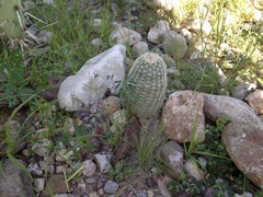Echinocereus pectinatus pectinatus