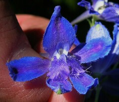 Delphinium oreganum