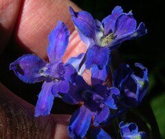 Delphinium oreganum