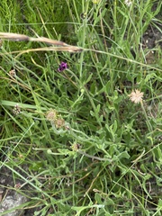 Dimorphotheca jucunda