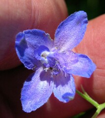 Delphinium oreganum