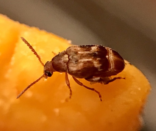 Cowpea Weevil photo 3