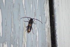 Tylonotus bimaculatus