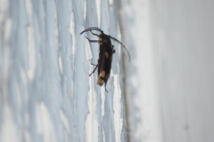 Tylonotus bimaculatus