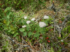 Spiraea stevenii