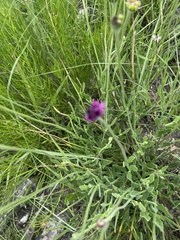 Dimorphotheca jucunda