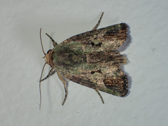 Lignispalta viridaria