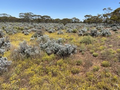 Angianthus tomentosus