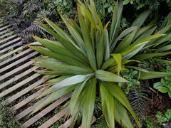 Cordyline indivisa