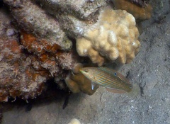 Halichoeres melanurus