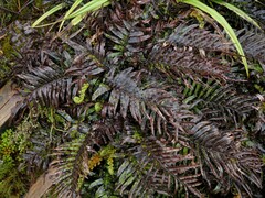 Blechnum montanum
