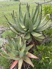 Aloe marlothii