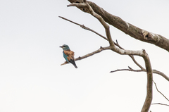 Coracias garrulus garrulus