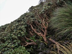 Brachyglottis elaeagnifolia