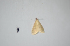 Pyraustini
