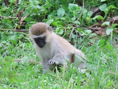 Chlorocebus tantalus
