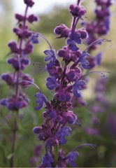 Trichostema lanatum