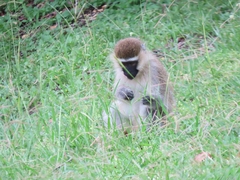 Chlorocebus tantalus