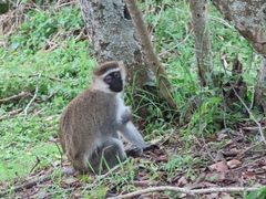 Chlorocebus tantalus