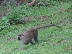 Chlorocebus tantalus