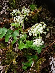 Gingidia montana