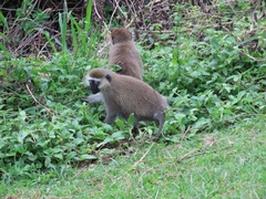 Chlorocebus tantalus