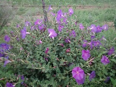 Ipomoea stans