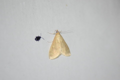 Pyraustini