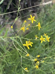 Senecio venosus
