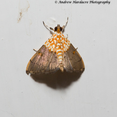 Agrotera basinotata