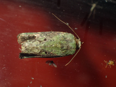 Lignispalta viridaria