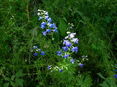 Delphinium oreganum